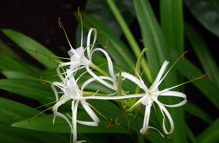 Hymenocallis caribaea